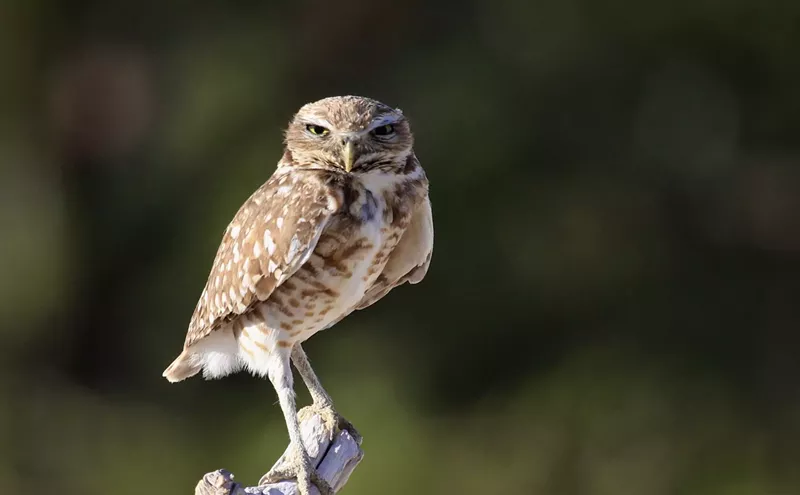 Image: Evicting the Owls: FAU Expansion Threatens Its Own Mascot