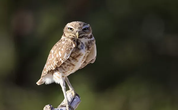 Image: Evicting the Owls: FAU Expansion Threatens Its Own Mascot