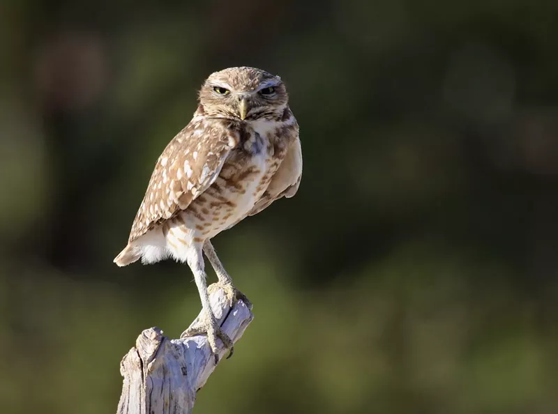 Image: A burrowing owl rests on a perch and looks into the camera
