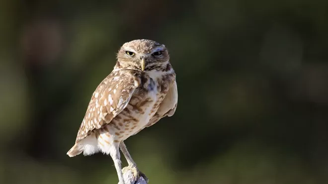 A burrowing owl rests on a perch and looks into the camera