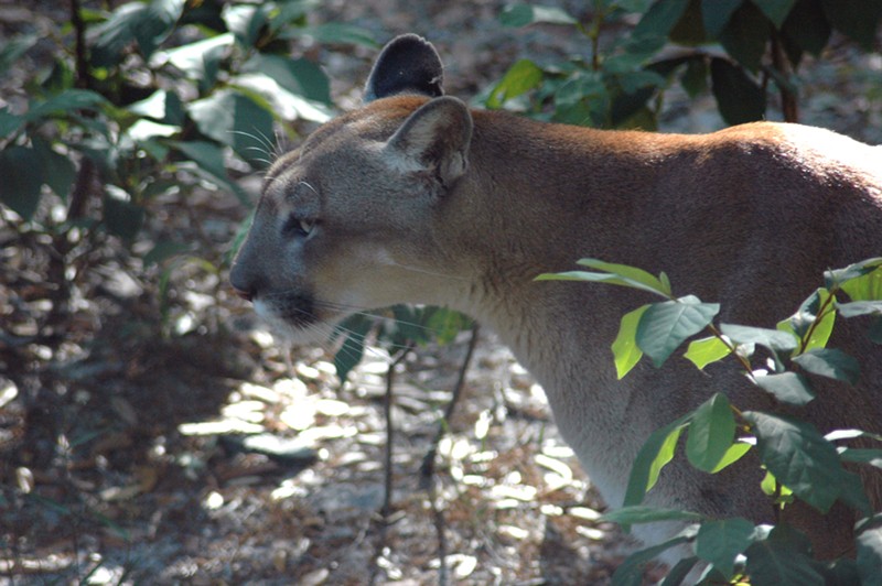 A close-up photo of a Florida panther. Only 120 to 230 of the endangered cats roam the state today.