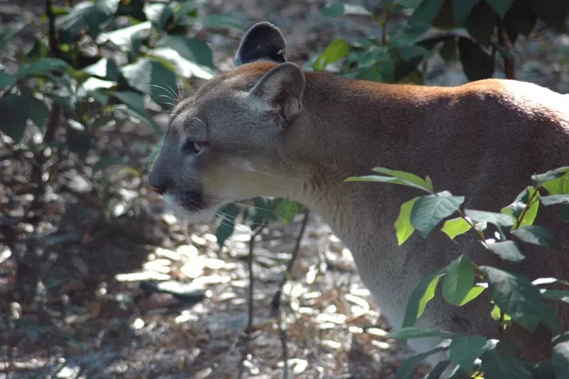 Image: A close-up photo of a Florida panther