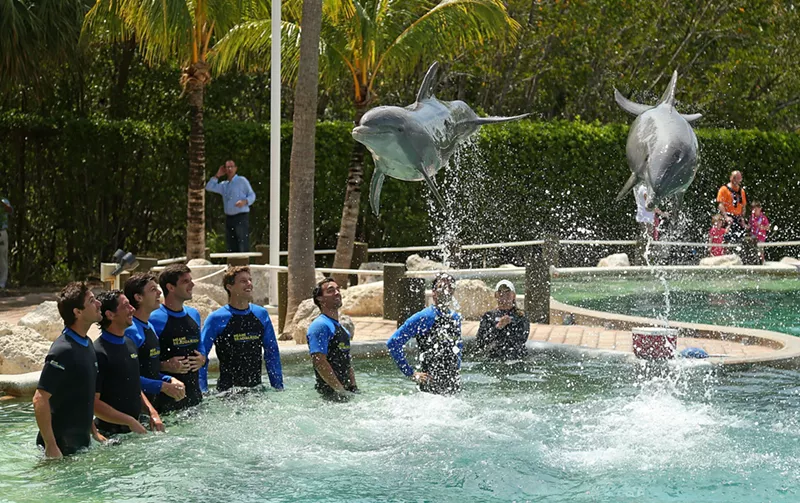 Image: Dolphins perform at the Seaquarium in 2014