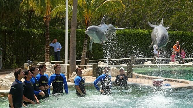 Dolphins perform at the Seaquarium in 2014