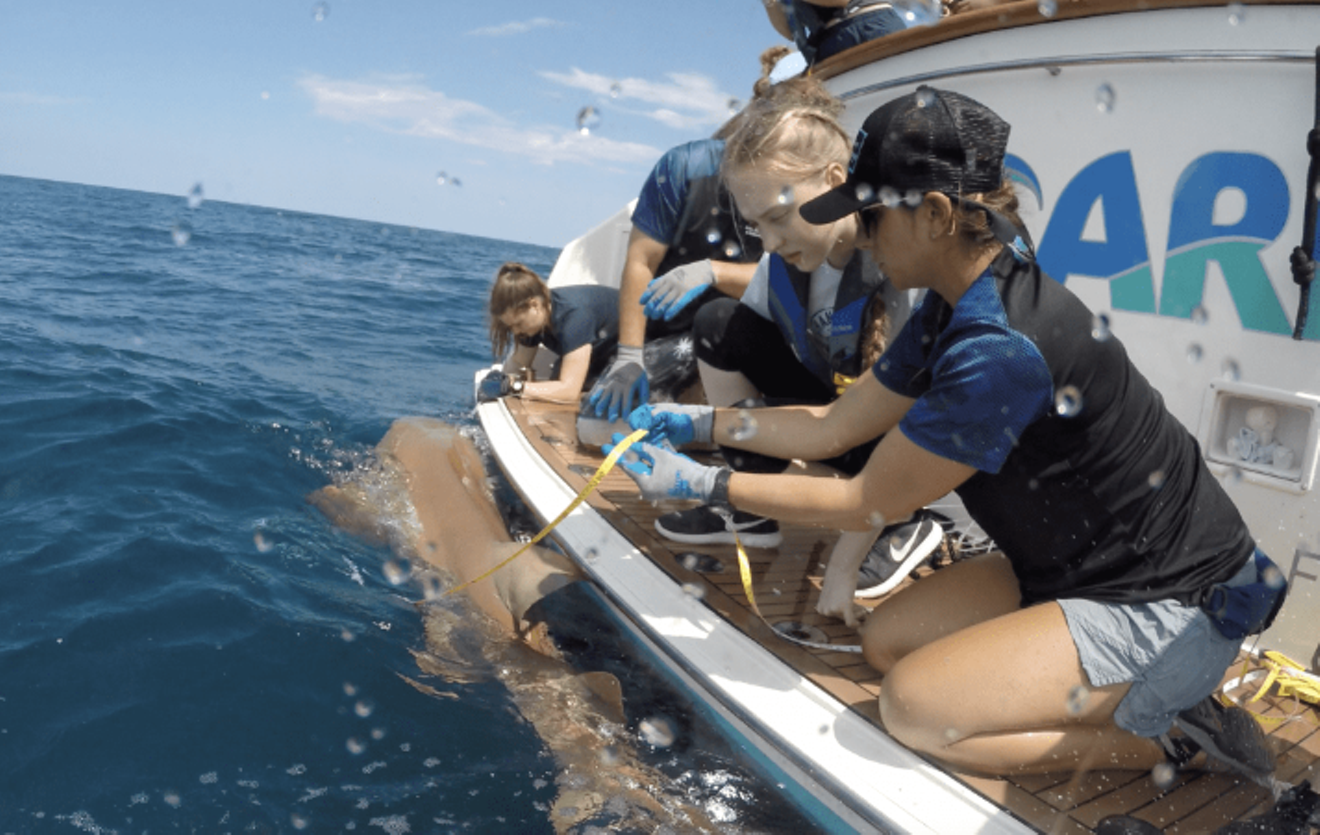 Students in the Coastal Ocean Explorers program measure sharks in local waters with the help of FIU scientists.
