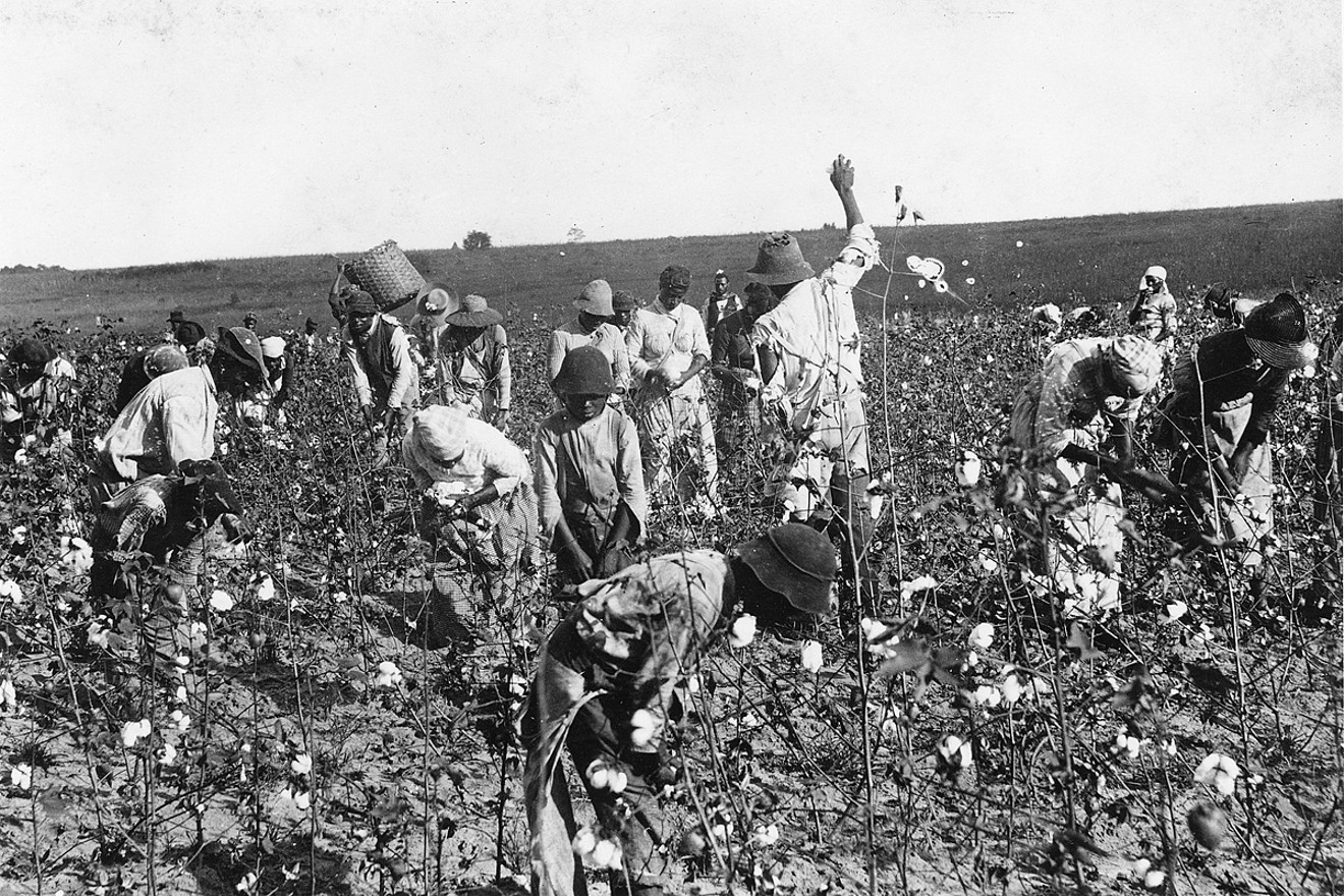 Former slaves pick cotton in Jefferson County in the 1890s. See more photos of Florida's black history here.