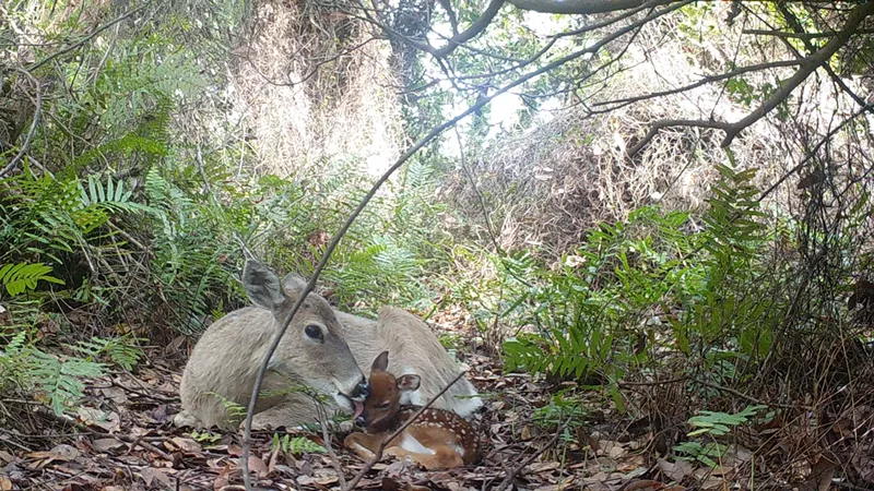 Image: Florida Key doe and fawn