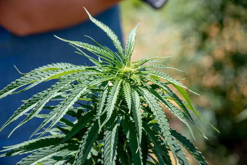Image: Recent regulation at the state and federal levels have the CBD industry in flux.