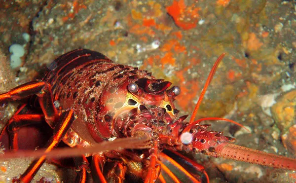 Image: Florida Lobster Mini-Season Is Back: Please Don't Die!