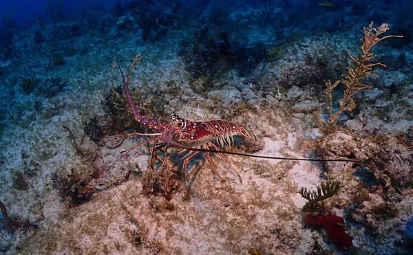 Image: Florida Lobster Mini-Season Is Back: Please Don't Die!