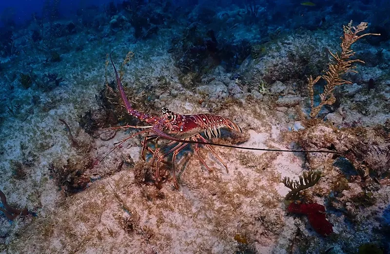 Image: A Florida spiny lobster on the ocean floor