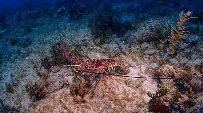A Florida spiny lobster on the ocean floor
