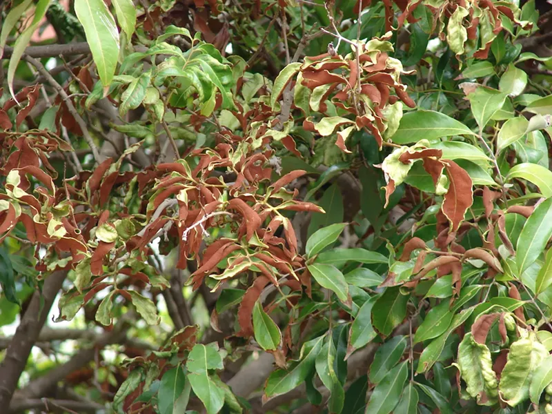 Image: A Hawaiian lychee tree infested with Aceria litchii.