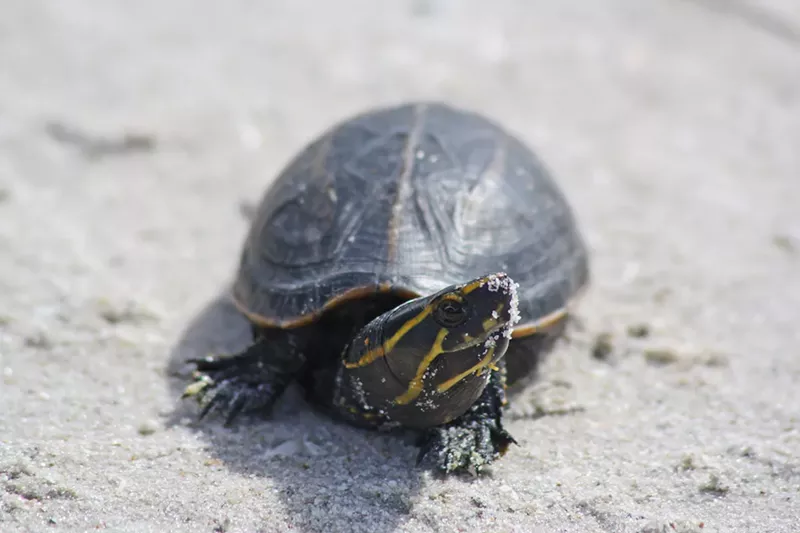 Image: A mud turtle poking its head toward a camera on a sandy beach
