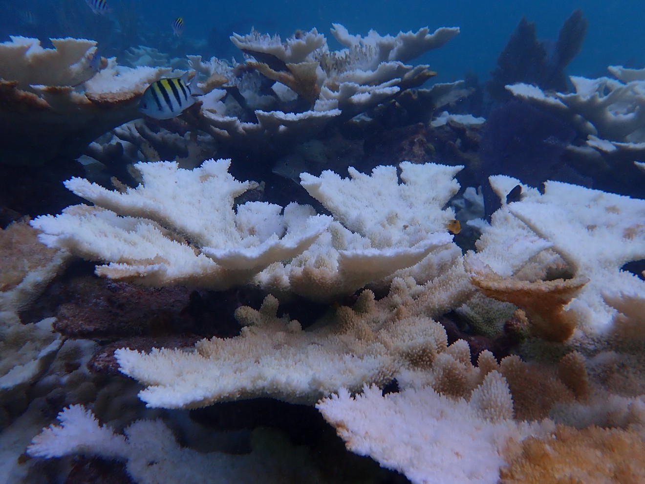 Record-high ocean temperatures have decimated coral populations across South Florida and the Florida Keys.
