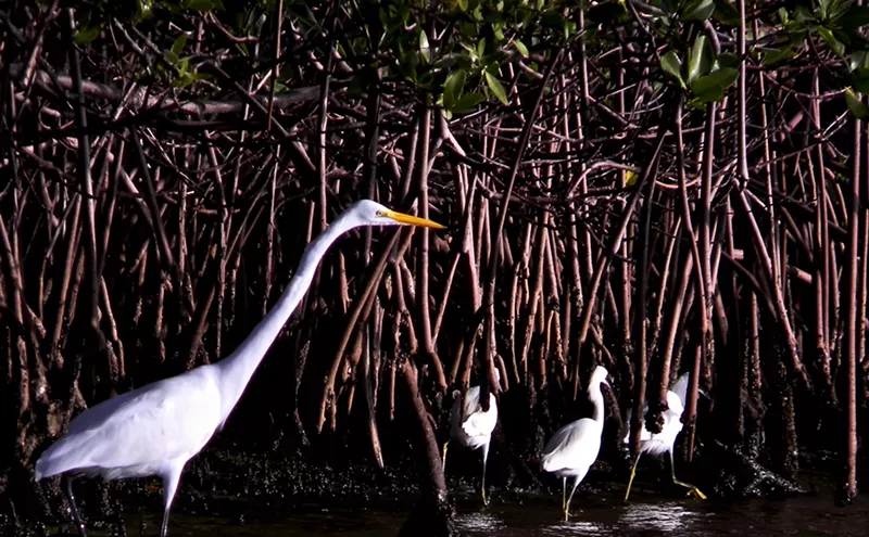 Image: Florida Senate Bill Seeks to Revitalize Mangrove Forests in Biscayne Bay and Beyond