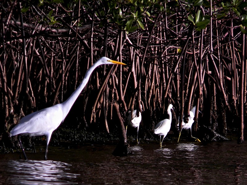 Egrets wading through a mangrove swamp on Munyon Island, Florida.
