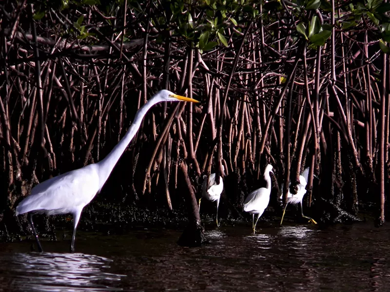 Image: Egrets wading through a mangrove swamp on Munyon Island, Florida.