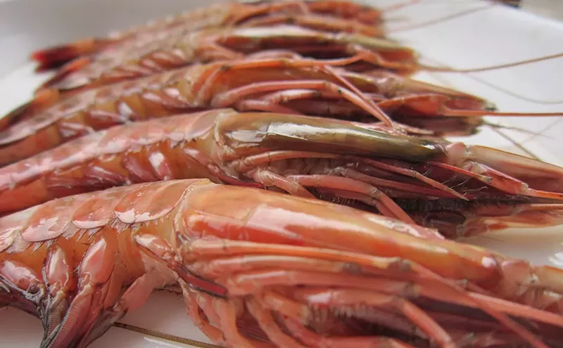 Image: Florida's New Shrimping Regulations Won't Put Local Catch on Your Table