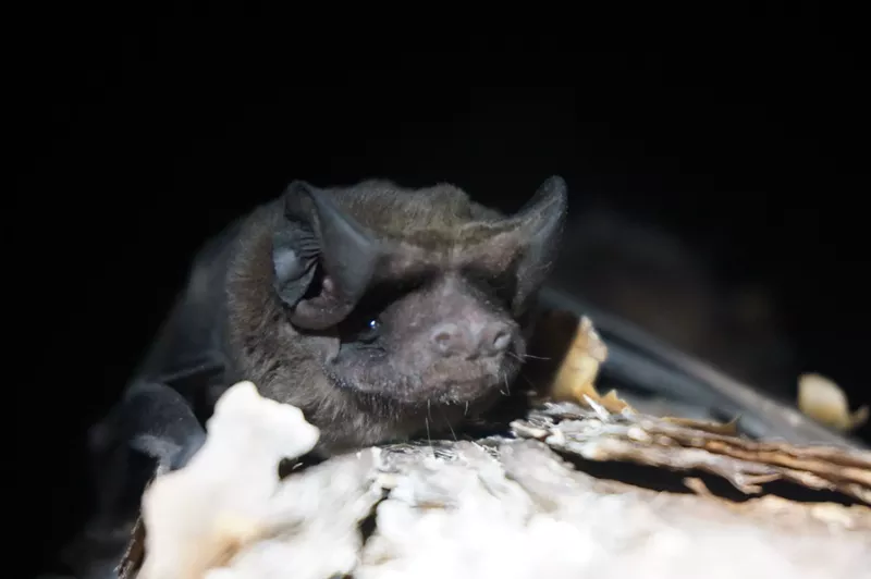 Image: Zoo Miami has opened a research lab dedicated to saving America's rarest bat.