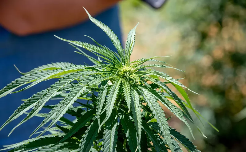 Image: Florida's Unfriendly Business Regulations Are Driving Out Hemp Companies