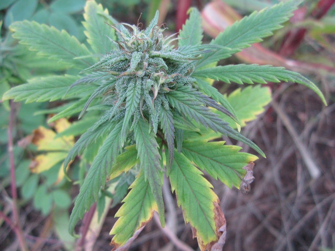 Attorney Michael Minardi and Regulate Florida are trying to bring recreational marijuana to the Sunshine State.