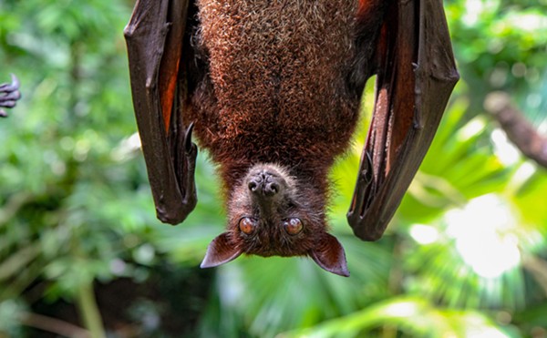 For $15, You Can Adopt a Bat and Support Miami Conservation Efforts