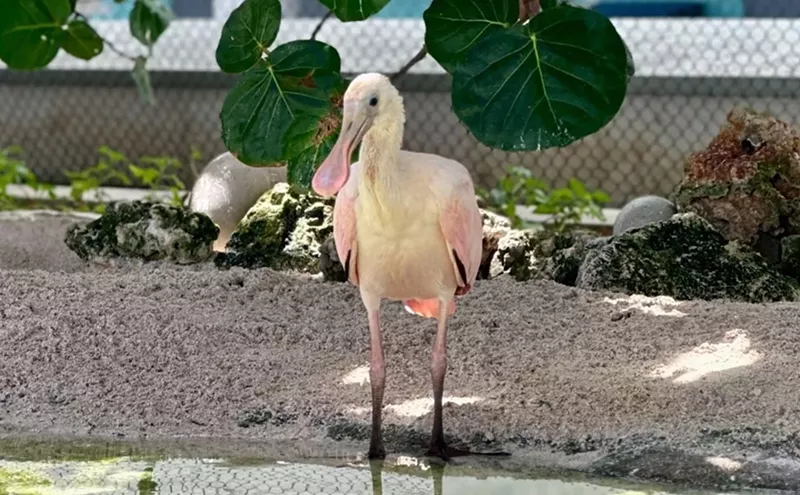 Image: Frost Science Welcomes Teaspoon, Its First Spoonbill Chick