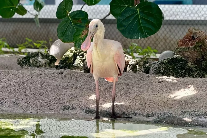 Image: A roseate spoonbill chick at Frost Science Museum in Miami