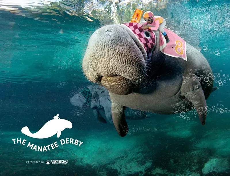 Image: No manatees will be actually ridden by humans during the Manatee Derby.