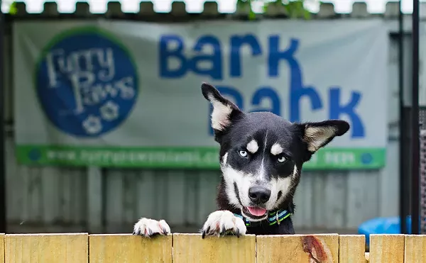 Image: Furry Paws Pet Resort