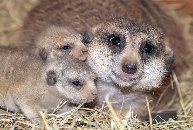 Image: Diego, an adult male meerkat at Zoo Miami, has bonded most with the two cubs born in January.