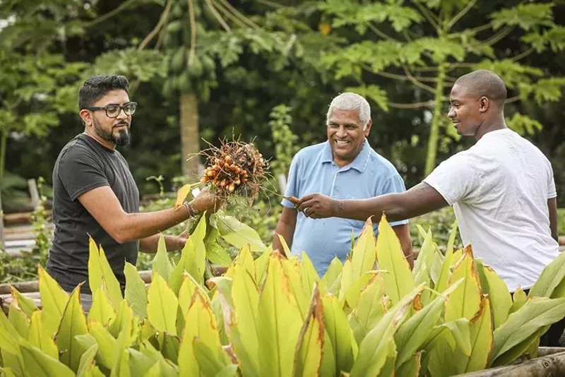 Image: At his home, Ghee chef Niven Patel shows the fresh turmeric from his garden to his father, Santosh Patel, and cook Akino West.