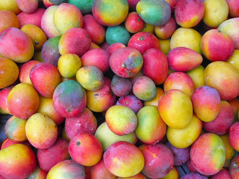 Image: A plethora of mangos from one morning's harvest.