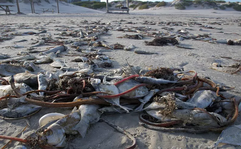 Image: Haulover Beach Closed as Red Tide Reaches Miami