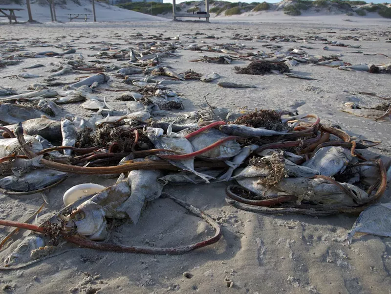 Image: Dead fish following a previous red tide.