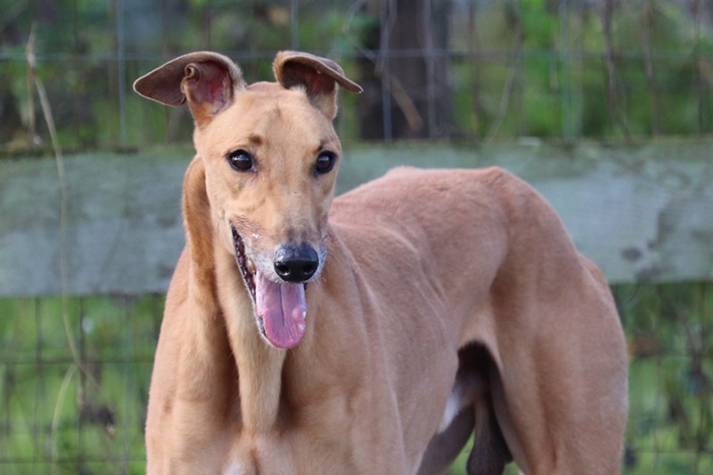 Racing greyhound deals puppies for sale