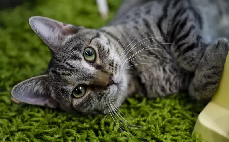 Image: Here's What You Need to Know About the Cat Café South Beach