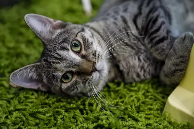 Image: See more photos of the cute kitties inside the Cat Café South Beach here.