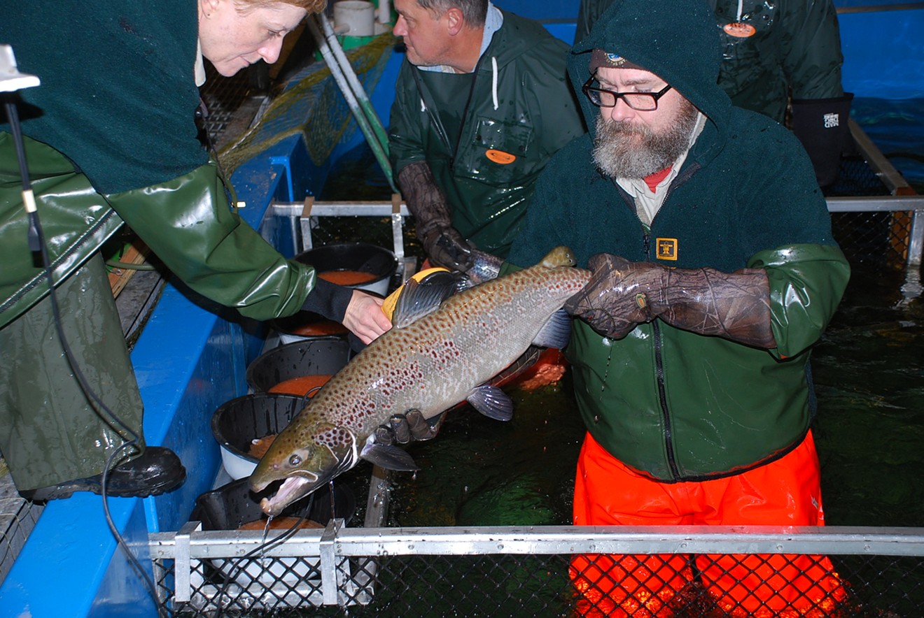 A male wild Atlantic salmon used to fertilize eggs for a U.S. Fish and Wildlife Service salmon restoration program in Maine.