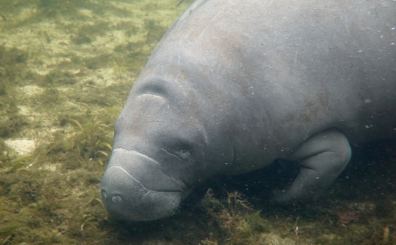 How Did a Manatee End Up in This Florida Lake?