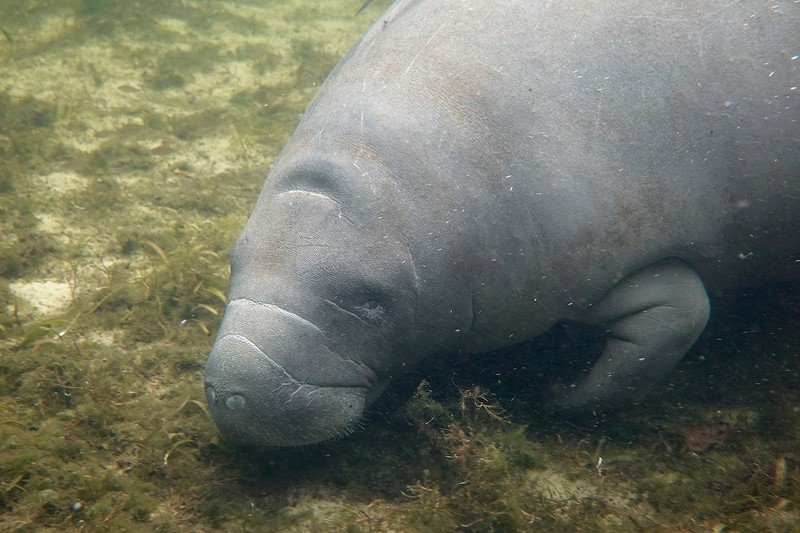 A manatee (not this one) ended up in a manmade lake in Pembroke Pines. How the hell did it get there?
