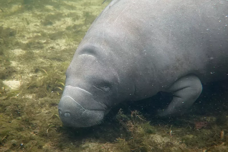 Image: a manatee feeding on a river bottom