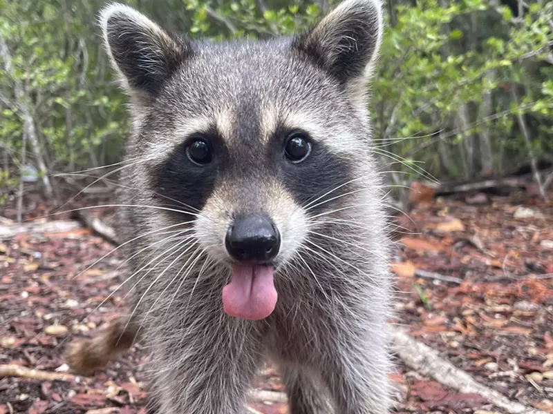 Image: A raccoon sticks its tongue out/