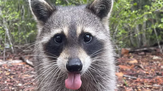 A raccoon sticks its tongue out/