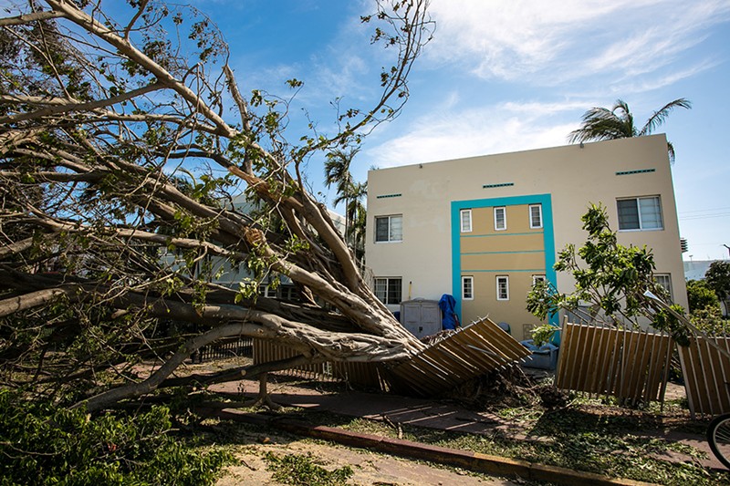 Trees toppled all over Miami in Hurricane Irma's 100 mph gusts.