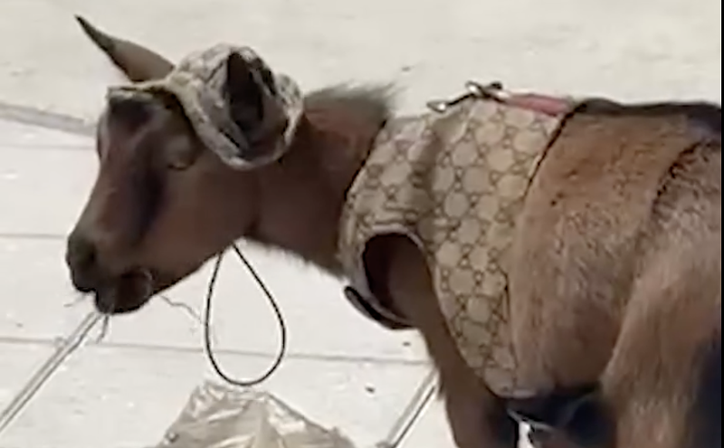Image: Is Luna the Gucci Goat Broward’s Newest Icon?