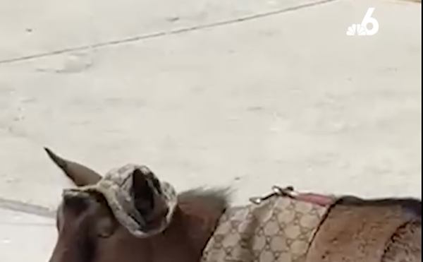 Image: Is Luna the Gucci Goat Broward’s Newest Icon?
