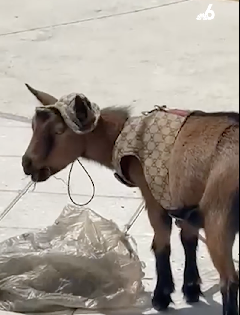 Image: A small goat in a Gucci outfit eats straw outside Sawgrass Mills Mall in Sunrise.