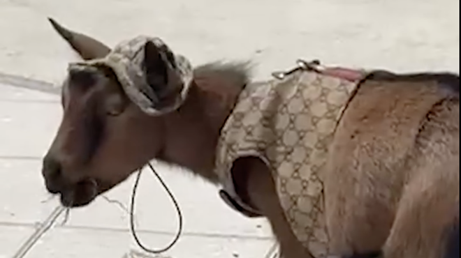 A small goat in a Gucci outfit eats straw outside Sawgrass Mills Mall in Sunrise.